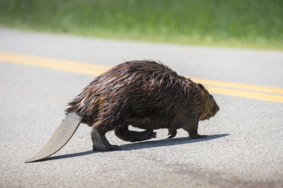 How to Get Rid of Beavers - WildlifeRemoval.com