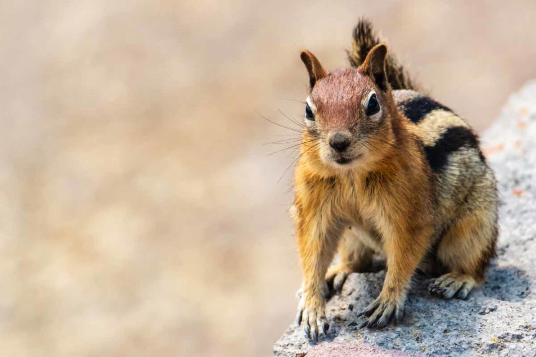 Best Chipmunk Poison - WildlifeRemoval.com