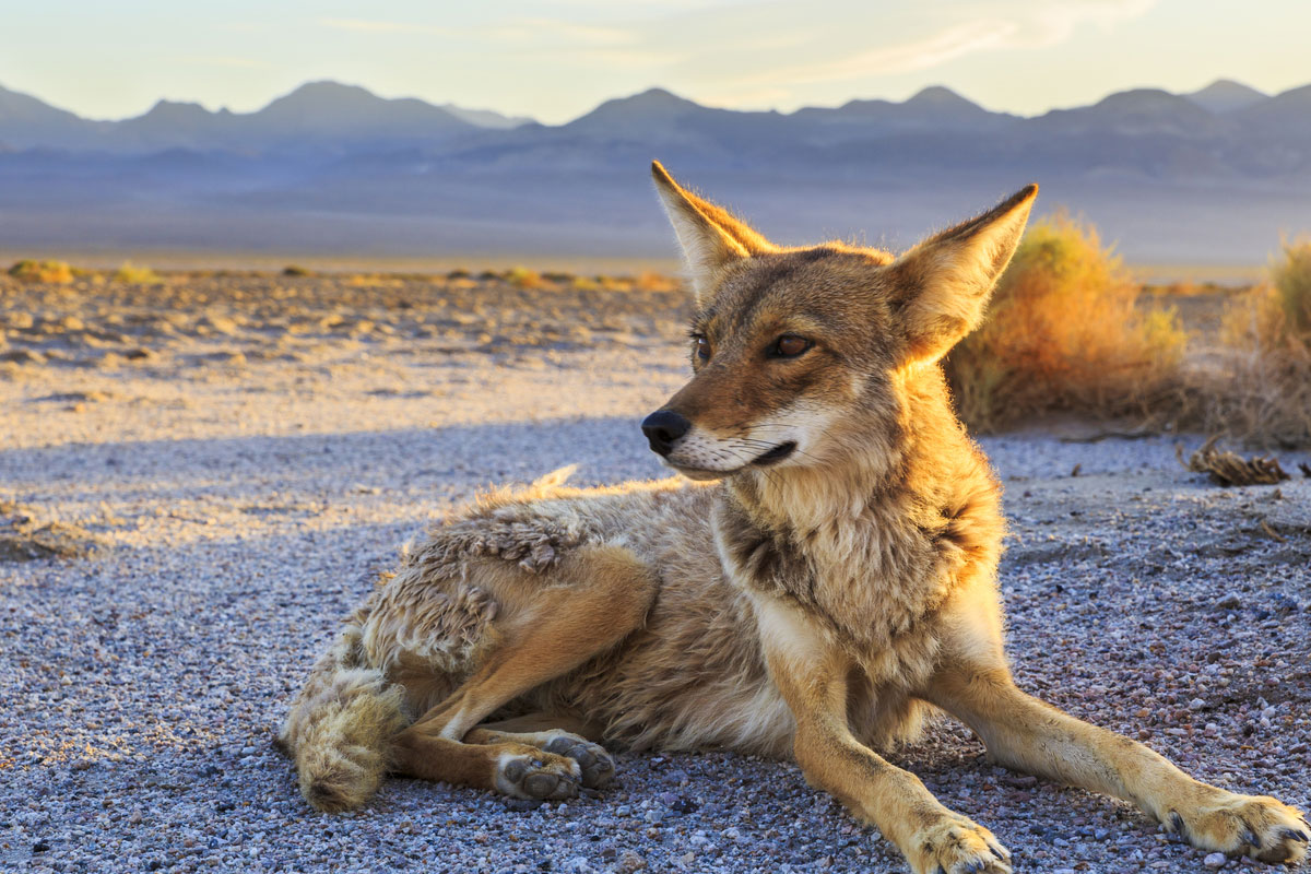 How To Get Rid Of Coyotes