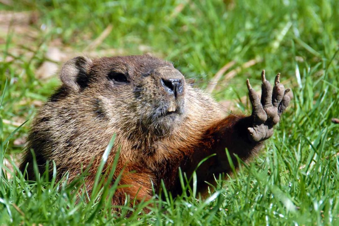 Best Groundhog Poison - WildlifeRemoval.com