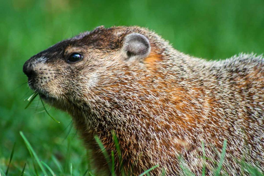 Best Groundhog Baits - WildlifeRemoval.com