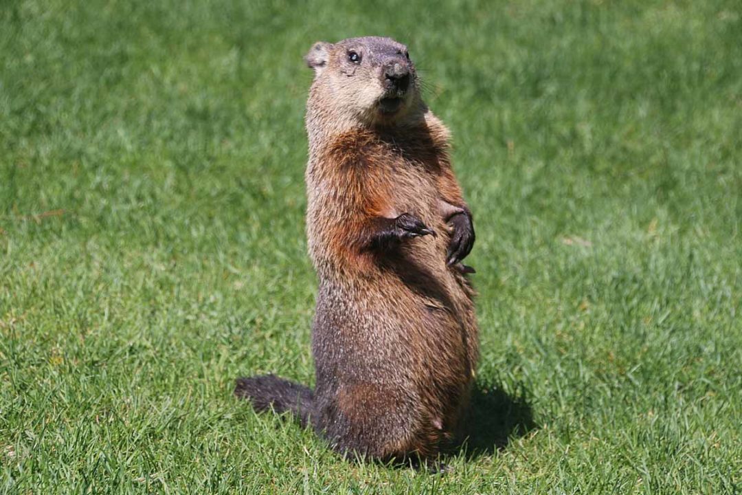 Best Groundhog Poison - WildlifeRemoval.com