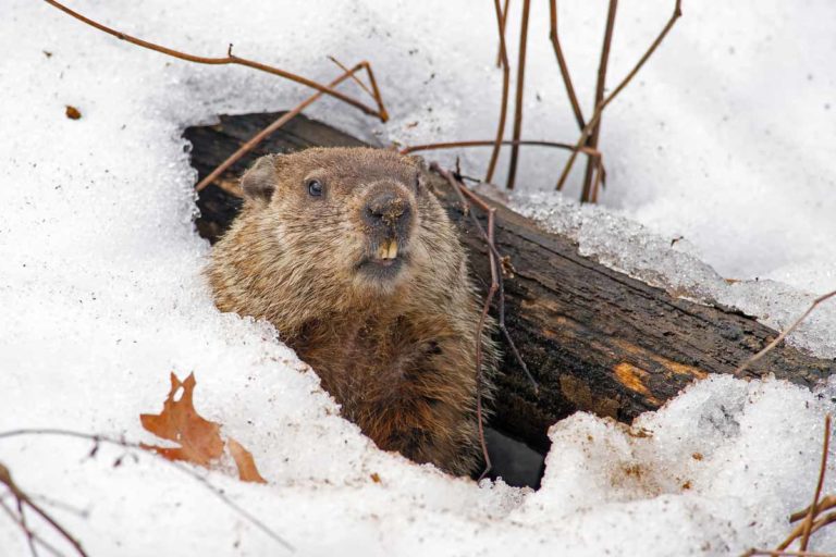 Best Groundhog Poison - WildlifeRemoval.com