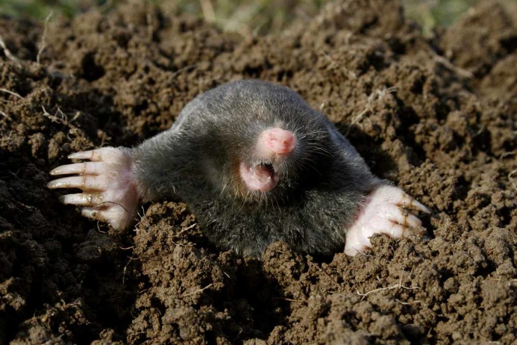 Moles Vs. Voles - WildlifeRemoval.com