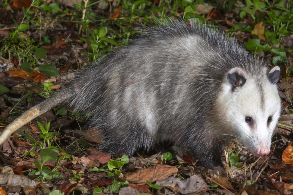 Best Possum Deterrent - WildlifeRemoval.com