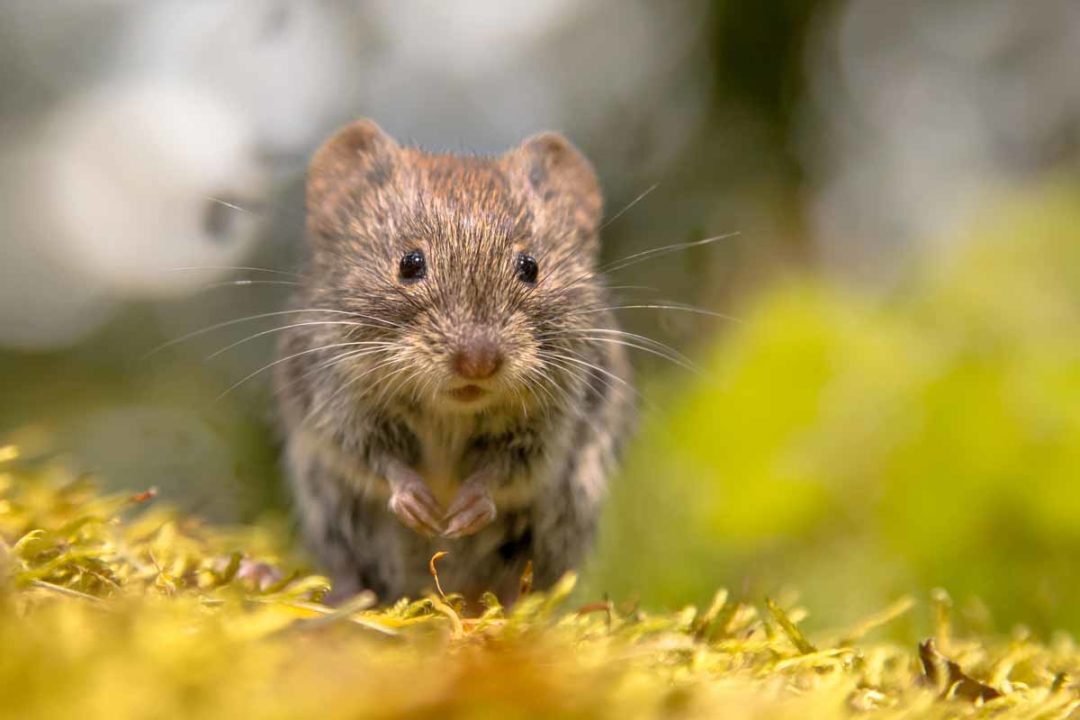 Best Vole Repellents - WildlifeRemoval.com