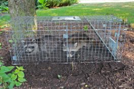 When To Call Animal Control Vs. Wildlife Removal - WildlifeRemoval.com